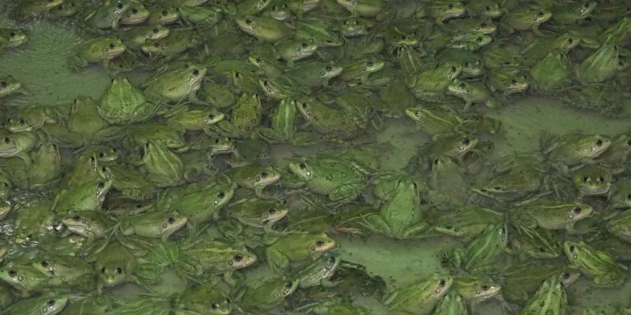 Frösche wachsen in der Froschfarm von Patrick François in Südfrankreich heran.