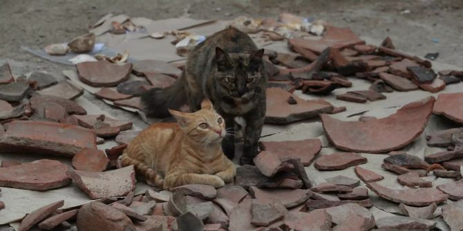 katzen