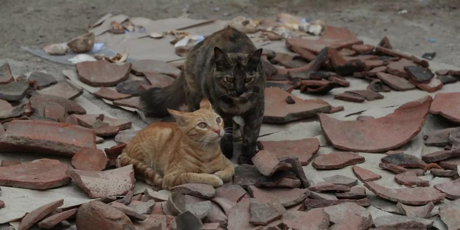 katzen