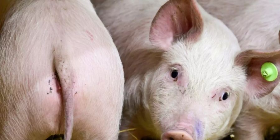 Behörden ermitteln nach bizarrem Vorfall in Uruguay