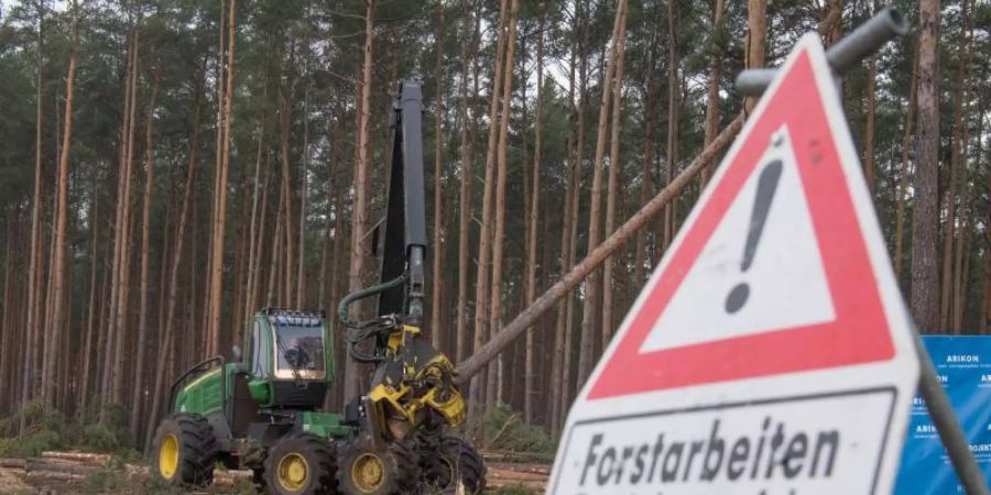 Der US-Elektroautobauer Tesla hat bereits damit begonnen, für sein neues Werk in Grünheide Wald roden zu lassen. Foto: Jörg Carstensen/dpa