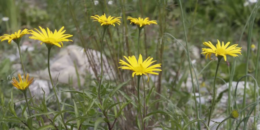 Weidenblättriges Rindsauge (Buphthalmum Salicifolium)