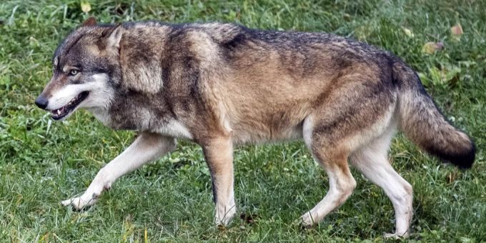 Im Kanton Thurgau hat ein Raubtier mehrere Schafe gerissen – es war wohl ein Wolf. (Archivbild) wolf schafe