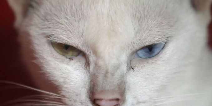 Hauskatzen betrachten ihre Besitzer als Dienstleistungsbetrieb und entwickeln keine enge Bindung zu Menschen, heisst es. Falsch gedacht. Neue Studien legen nahe, dass der Stubentiger unter Herzschmerz leidet, wenn sein Zweibeiner abwesend ist. (Symbolbild) Katze