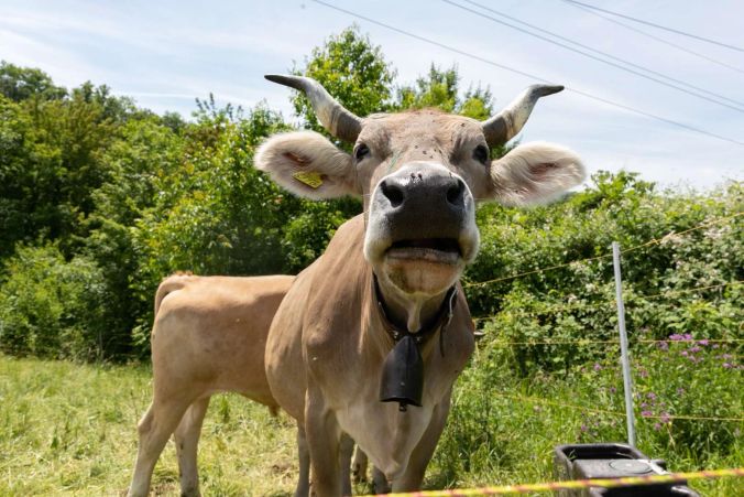 Frühlingshaftes Wetter und weidende Tiere.
