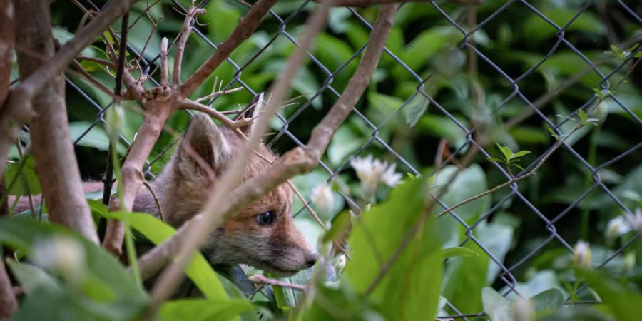 Wildtierbeobachtungen