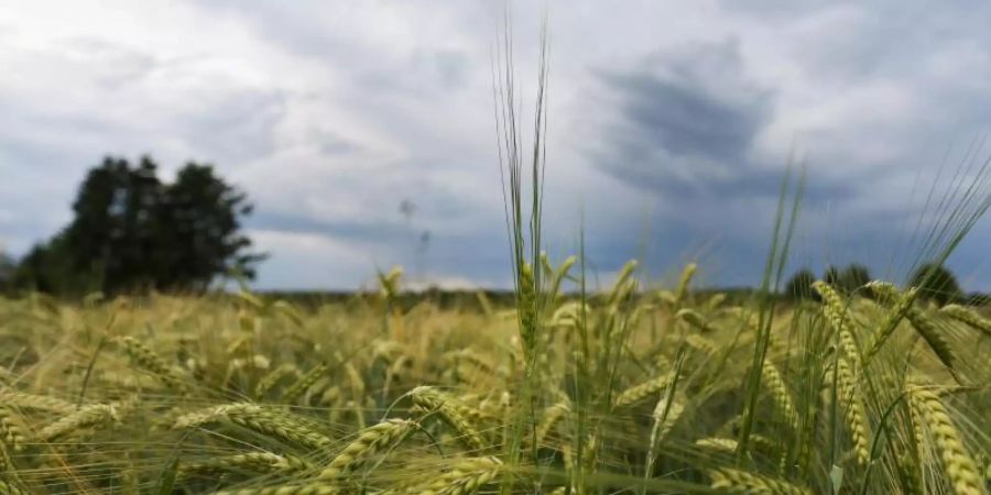 Über einem Gerstenfeld auf der Schwäbischen Alb ziehen dunkle Wolken auf. Foto: Tom Weller/dpa