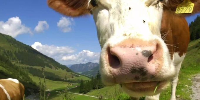 Wien - Wie Österreich Kuhunfälle auf den Almen verhindern will
