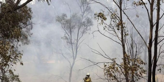 Nach Buschbränden - Hunderte Pflanzen und Tiere bedroht in Australien