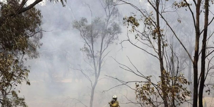 Die Buschbrände von Ende 2019/Anfang 2020 in Australien haben Hunderte von Pflanzen- und wirbellosen Tierarten an den Rand der Ausrottung gebracht. (Archivbild)