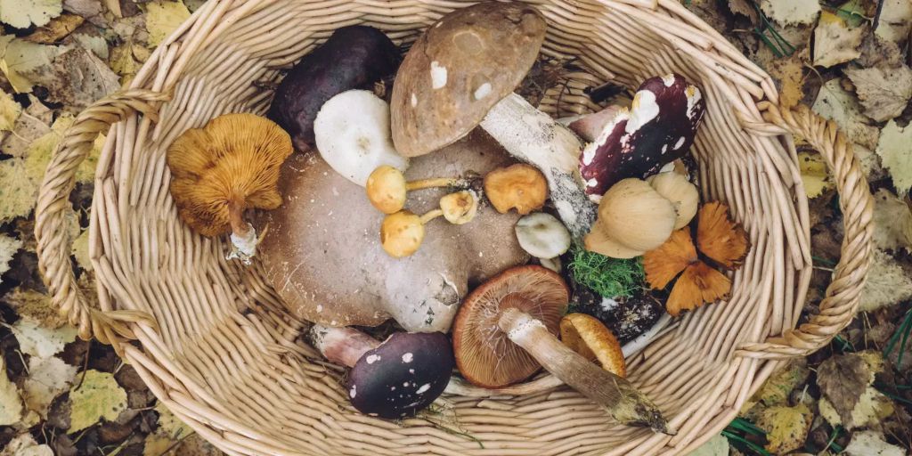 The city of Winterthur presents mushroom hikes