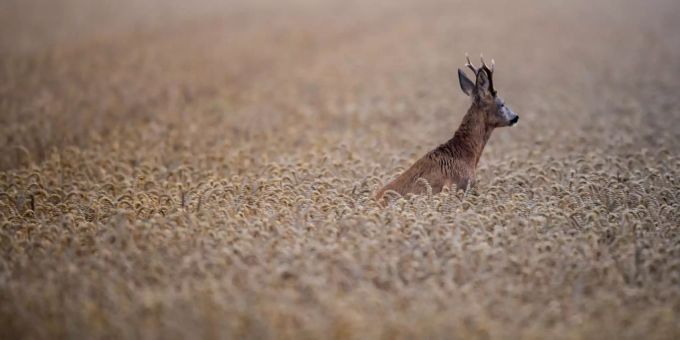 Ein Reh auf einem Feld. (Symbolbild) Reh