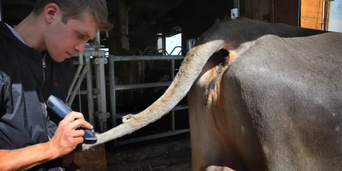 Tobias Guggemos, Kuhfitter und Landwirt, schert auf seinem Bauernhof die vierjährige Swiss-Brown Kuh Granit. hausrind