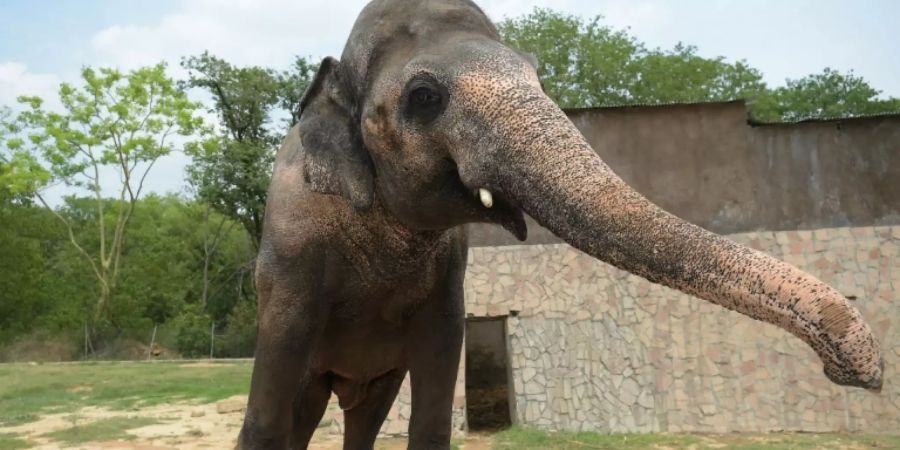 Kaavan im Jahr 2016 in seinem Gehege