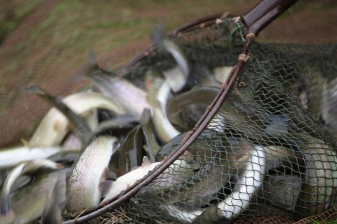 Wenn am Ende des Tages 20 Kilo Fisch gefangen wurden, dann ist der Tag für einen Moselfischer erfolgreich gewesen. Fischernetz Fisch silberfarben Fang