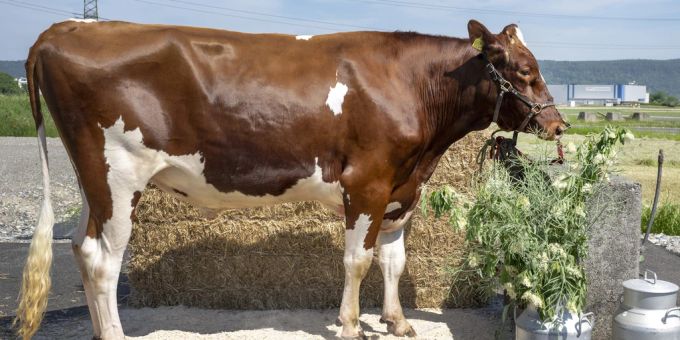 Siegermuni Magnus erhält in Pratteln einen neuen Besitzer. Eidgenössisches Schwing- und Älplerfest