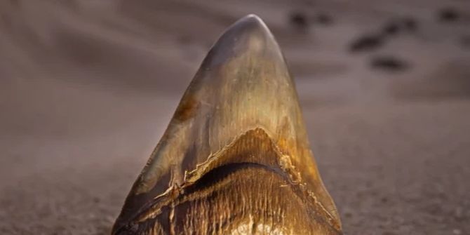 Megalodon