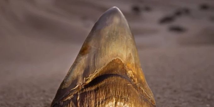 Ein Zahn eines Megalodon. Dieses Exemplar wurde in der Atacama-Wüste in Chile gefunden. Megalodon