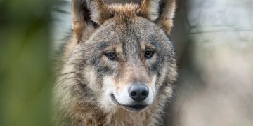 Wolf sankt gallen