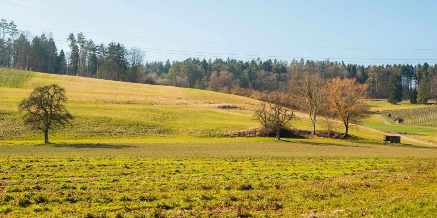 Landwirtschaft in der Gemeinde Henggart im Zürcher Weinland.