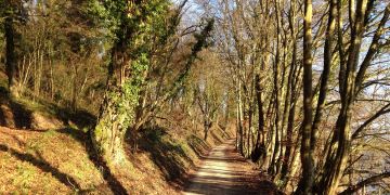 Wald Weg Dörflingen Schaffhausen