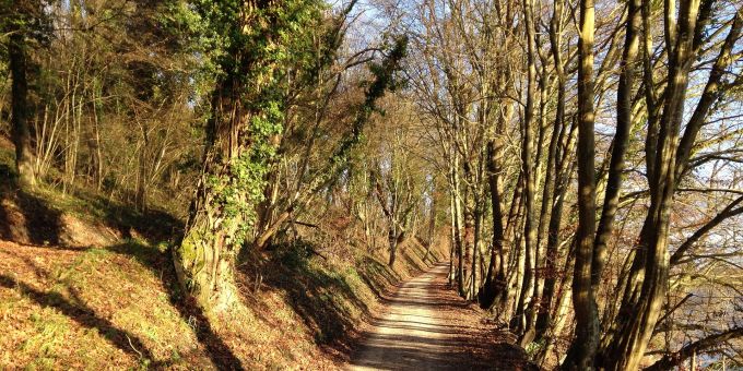 Ein Waldgebiet bei Dörflingen im Kanton Schaffhausen. Wald Weg Dörflingen Schaffhausen