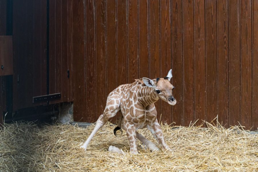 Mit dem Neugeborenen ist die Gruppe der Kordofan-Giraffen im Zoo Basel wieder auf vier Tiere angewachsen.