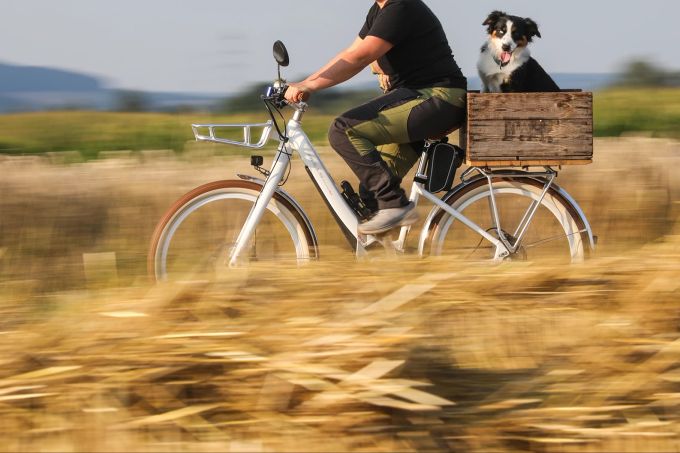 Gassifahren statt querfeldein gehen: Auf dem Velo ist der Hund zumindest nicht den langen Halmen mit den für ihn fiesen Grannen ausgesetzt. Hund Velo Feld Getreide