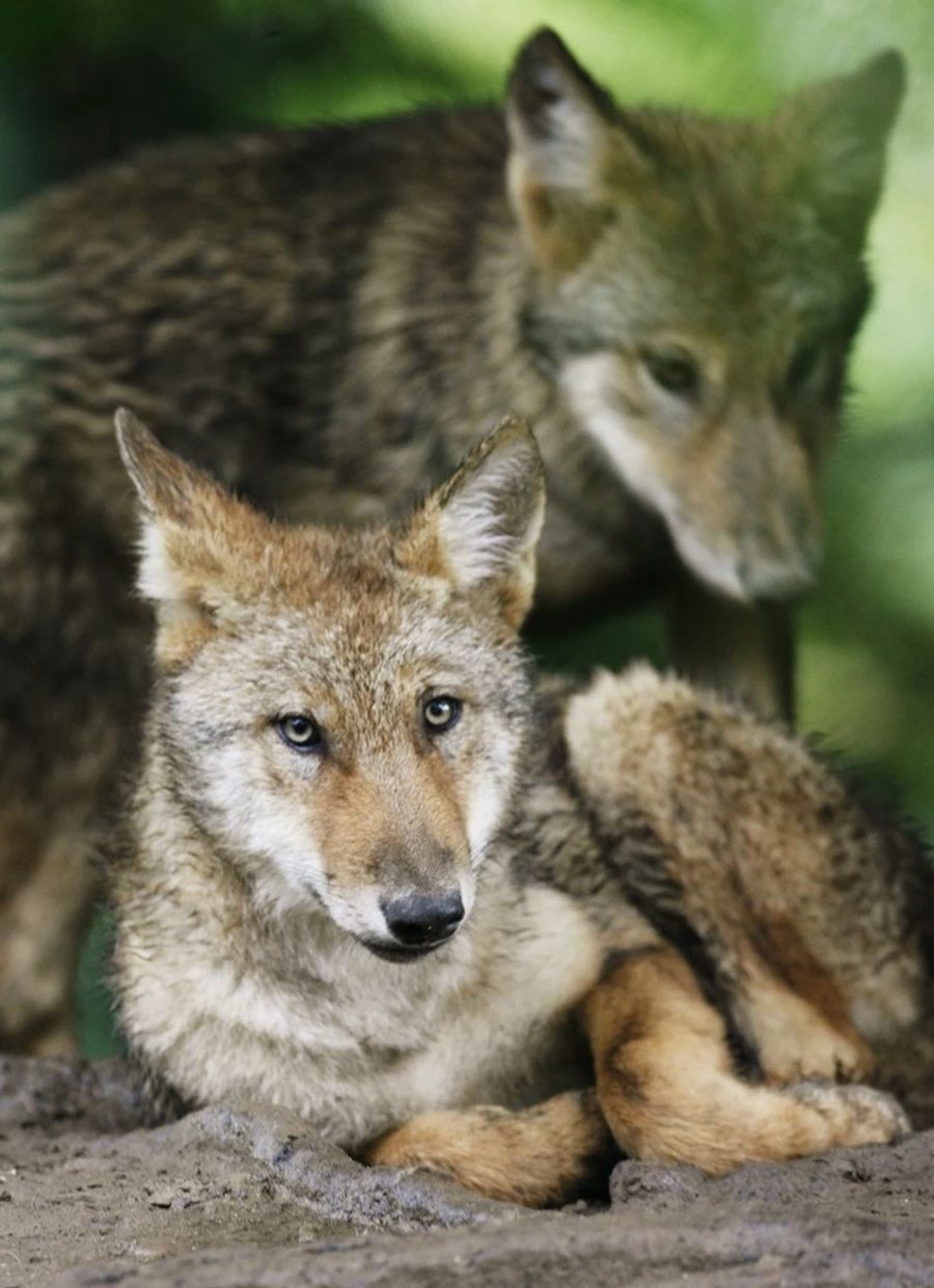 Regierungskonferenz der Gebirgskantone Wolf