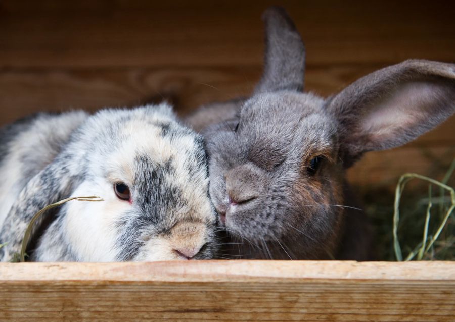 Kaninchen sind sehr gesellig und fühlen sich unter ihren Artgenossen am wohlsten.