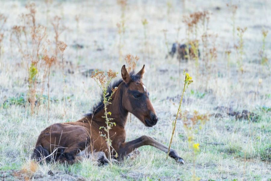 Rewilding Europe