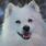 Avatar von Nau Tierfreunde