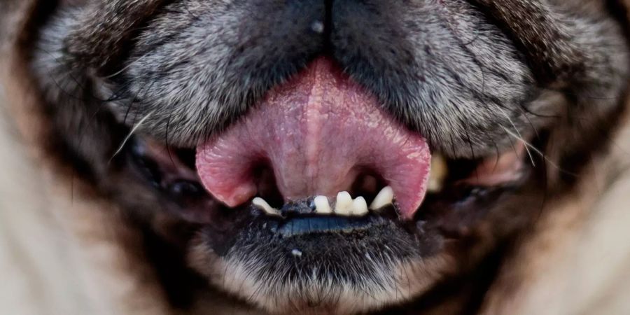 Die Zunge eines Hundes