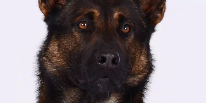 Polizeihund Zen. Zen St. Gallen