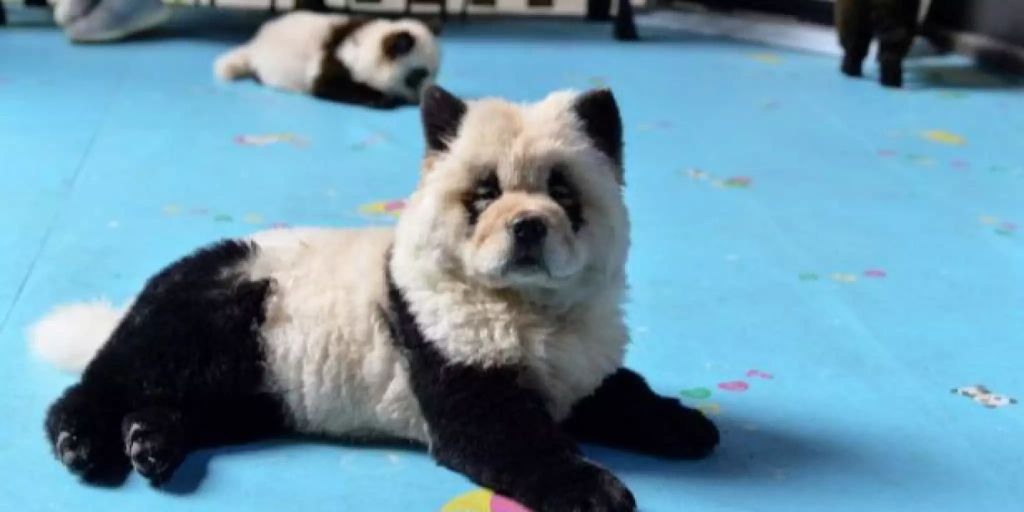 Emporung Uber Grosse Pandas In Einem Chinesischen Tiercafe