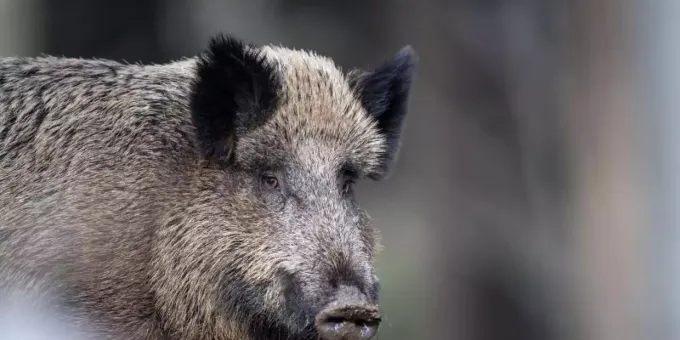 Afrikanische Schweinepest Kommt Deutschland Immer Naher