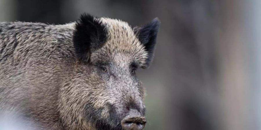 Die Afrikanische Schweinepest war zunächst bei einem Wildschwein in Polen festgestellt worden. Foto: Lino Mirgeler/dpa