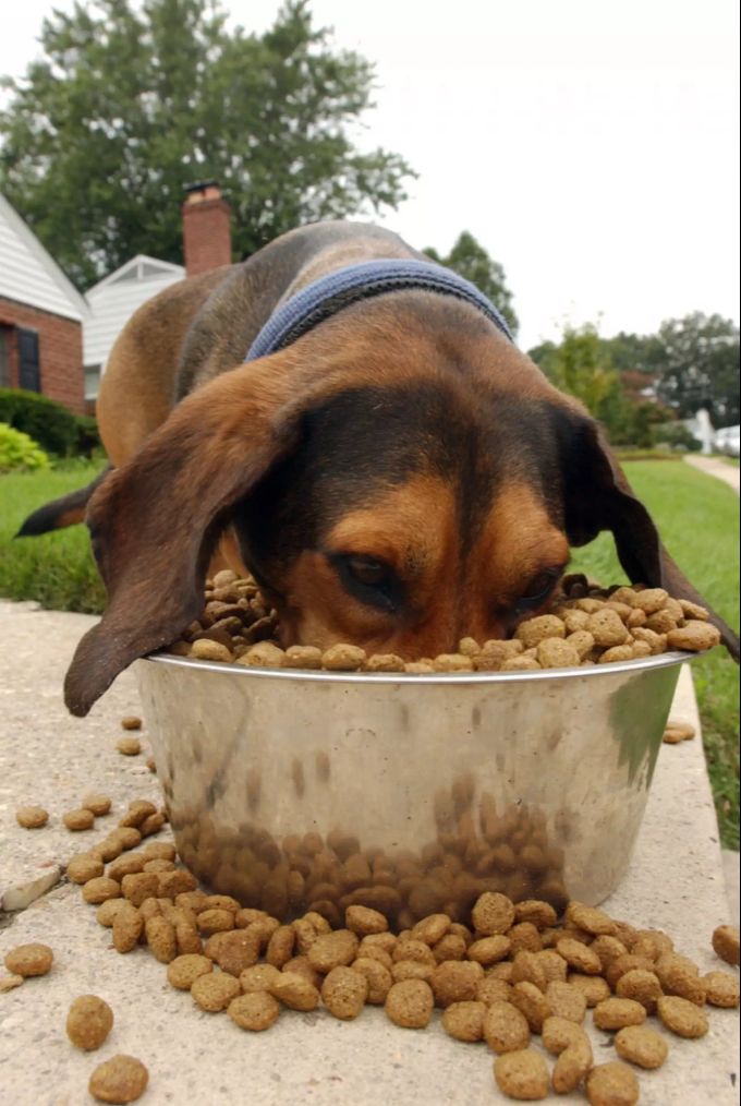 Ein Hund beim Fressen (Symbolbild). multiresistenz
