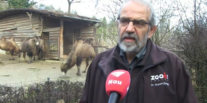 «Wir möchten die Tiere nicht vermenschlichen», erklärt Robert Zingg. Interview Zoo