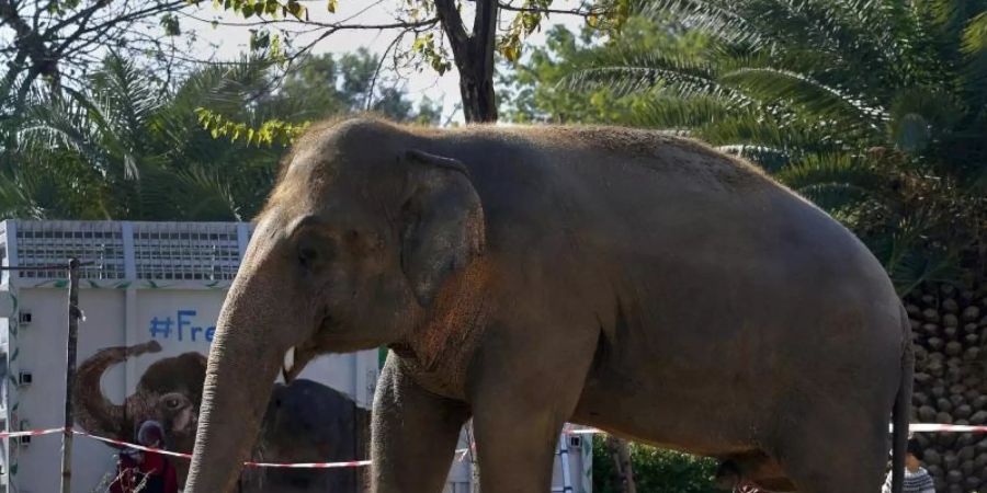 Elefant Kaavan im Maragzar-Zoo in Islamabad vor seinem Abflug nach Kambodscha. Foto: Anjum Naveed/AP/dpa