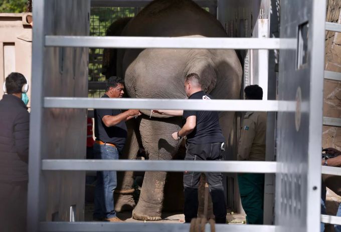 Tierärzte der Tierschutzorganisation Vier Pfoten geben dem Elefanten Kaavan vor seiner Reise nach Kambodscha eine Spritze. Kaavan