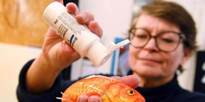 Sandra Lechleiter ist eine der wenigen Fischtierärzte in Deutschland. Als solche muss sie oft stundenlang im Auto sitzen und bekommt es dann mit Parasiten, Bakterien und Darmproblemen ihrer schuppigen Patienten zu tun. Foto: Uli Deck/dpa Sandra Lechleiter ist eine der wenigen Fischtierärzte in Deutschland. Als solche muss sie oft stundenlang im Auto sitzen und bekommt es dann mit Parasiten, Bakterien und Darmproblemen ihrer schuppigen Patienten zu tun. Foto: Uli Deck/dpa