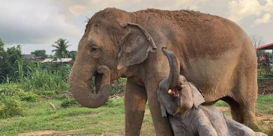 Ein Grossteil der Elefanten in Thailand wird zur Bespassung der Touristen eingesetzt. (Archivbild)