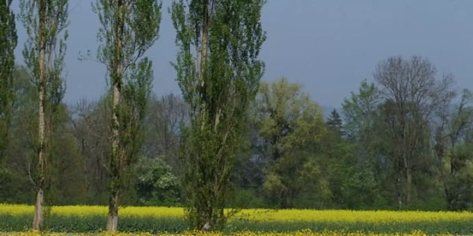 Holzereiarbeiten an der Ron in Dierikon.