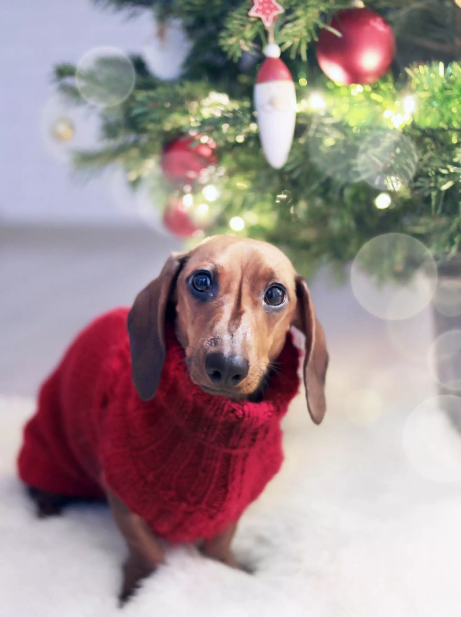 Dackel mit Pulli