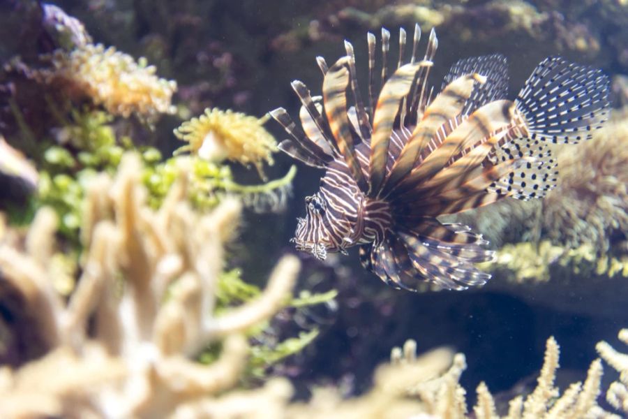 Der Rotfeuerfisch breitet sich im Mittelmeer aus.