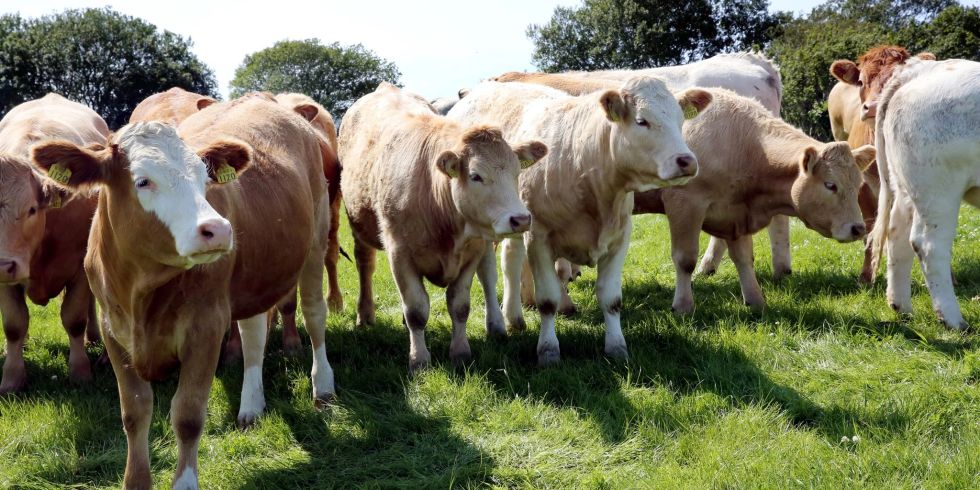 Gen Defekt Rinder Rinderseuche: Was genau ist die Lumpy-Skin-Disease? | Nau.ch
