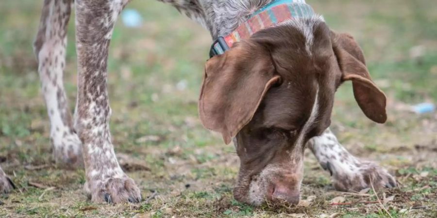 Cannabis ist für Hunde gefährlich.