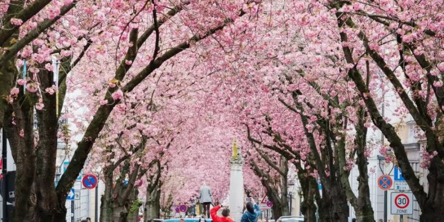 Auf der Heerstrasse in Bonn blühen die Kirschblüten. Die Zeit der Kirschblüte lockt alljährlich zahlreiche Zuschauer an. Foto: Kevin Kurek