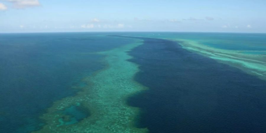 Die Mosaikschwanzratte von Bramble Cay ist ausgestorben